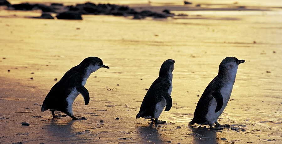 the penguin parade