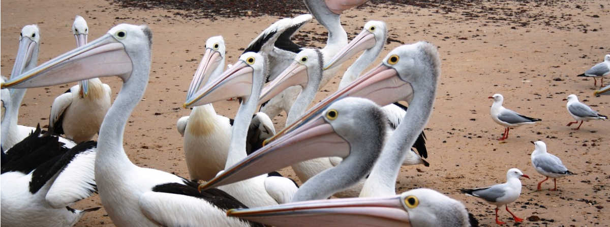 What is the birdlife of Phillip Island?