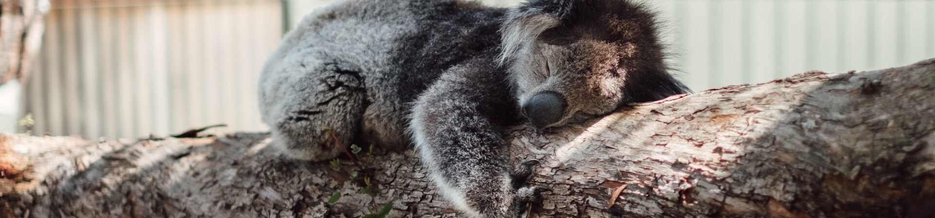 Are there wild koalas on Phillip Island?