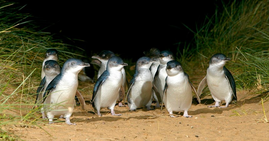 penguin-parade-phillip-island