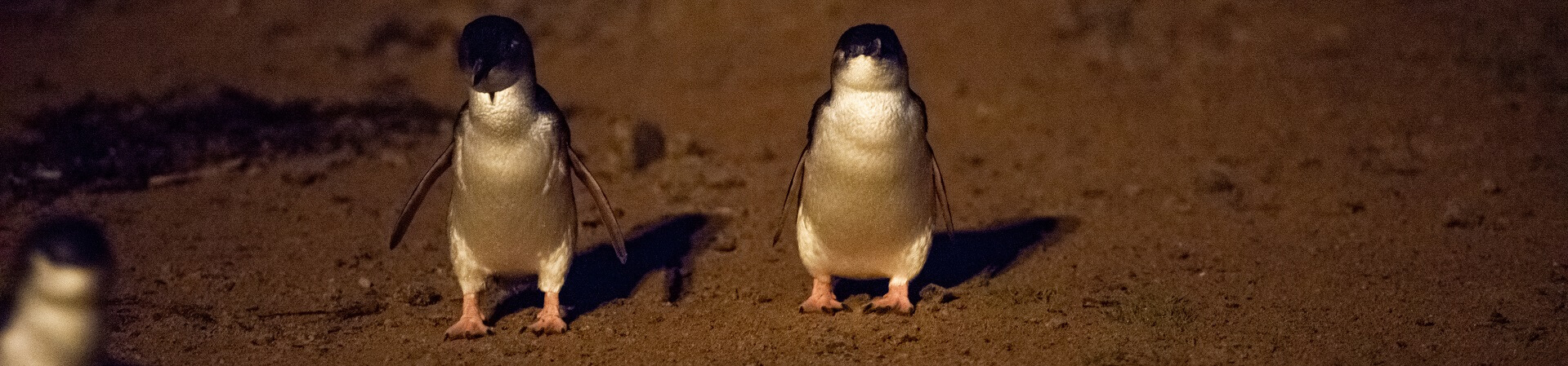 Do you need to book for the Penguin Parade?