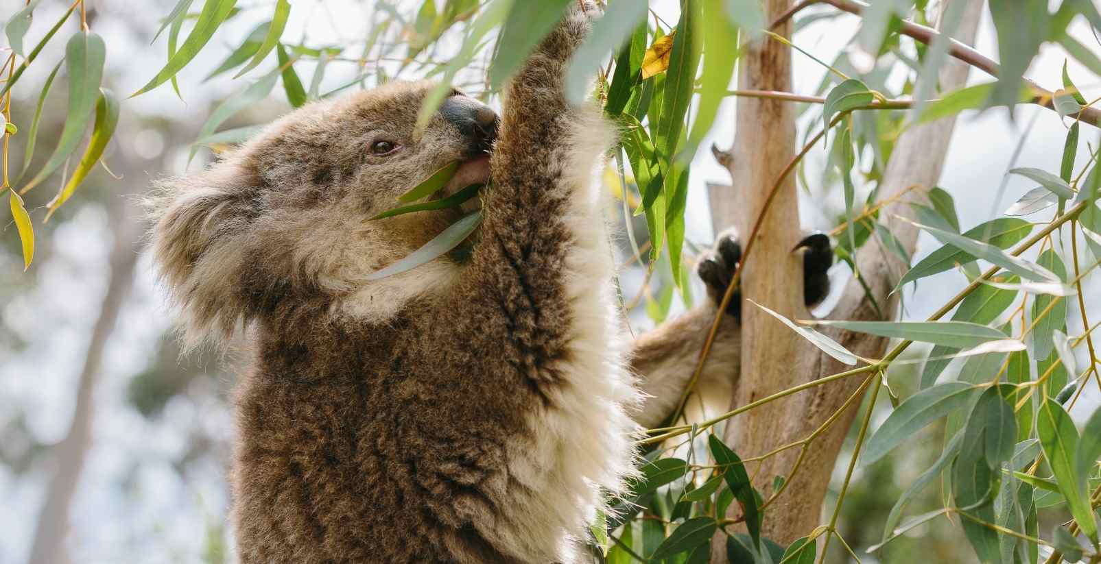 koala eating leaves in a tree