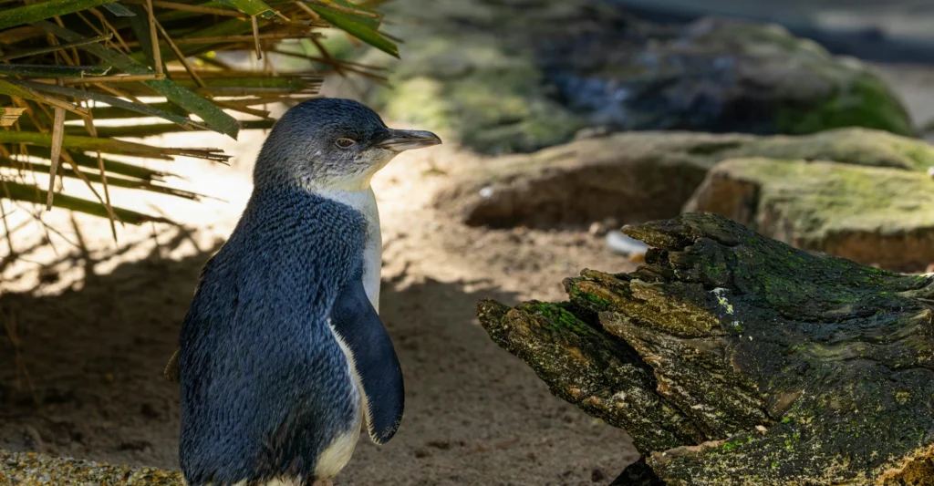 Phillip Island Penguin Parade with Kids