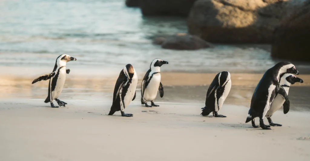 Penguin Parade