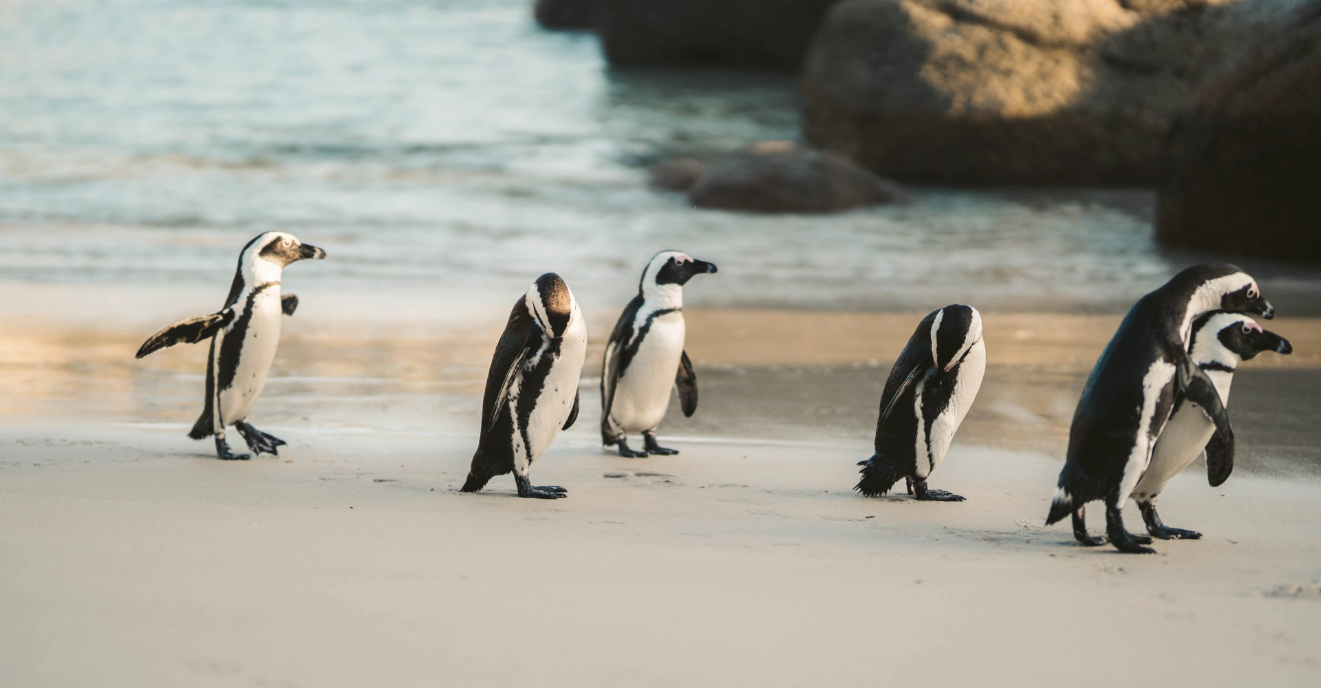 Penguin Parade